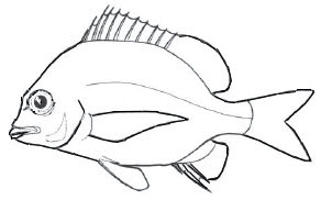 Familia Sparidae_claves.jpg